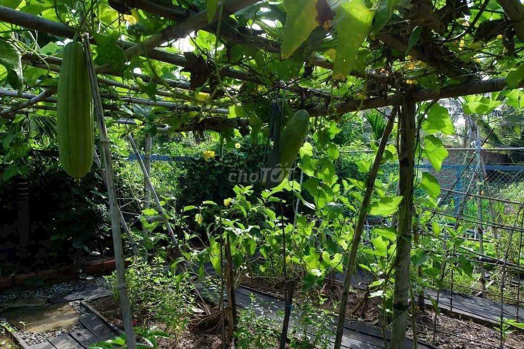 🌿650TR SỞ HỮU NGAY ĐẤT VƯỜN 1.196M² GẦN HỒ – QUY HOẠCH ĐẤT Ở NÔNG THÔN
