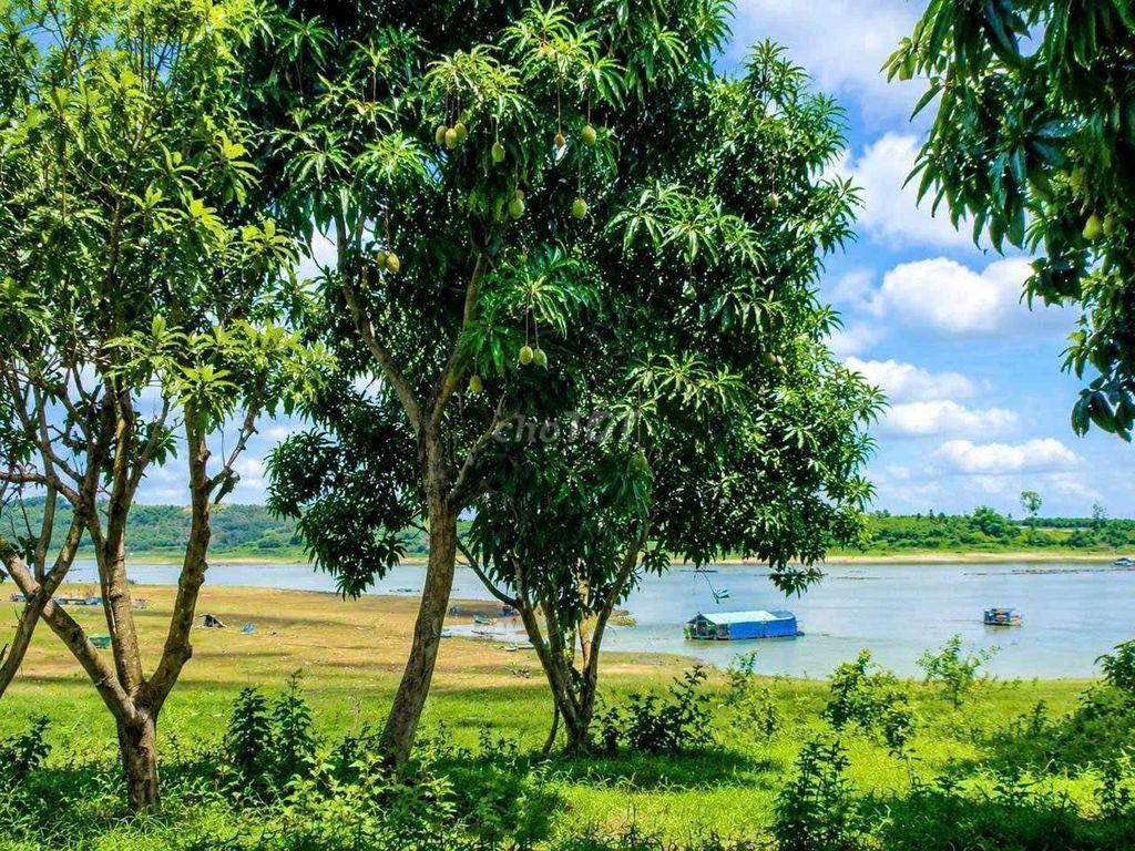 🌿 Đất Vườn Ven Sông La Ngà 1.00m² - Chỉ 549 Triệu, Có Sẵn Vườn Xoài