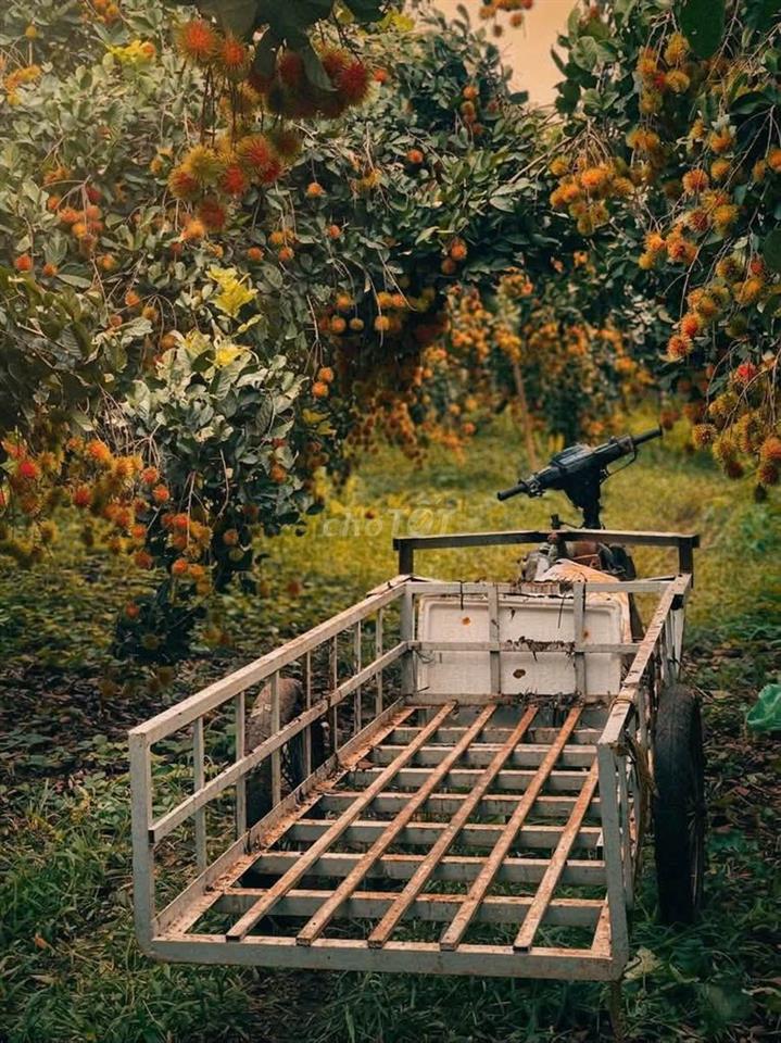 🌳BÁN GẤP VƯỜN CHÔM CHÔM NGON GẦN NGÃ TƯ DẦU GIÂY – GIÁ CHỈ 1,2 TỶ/SÀO🍃