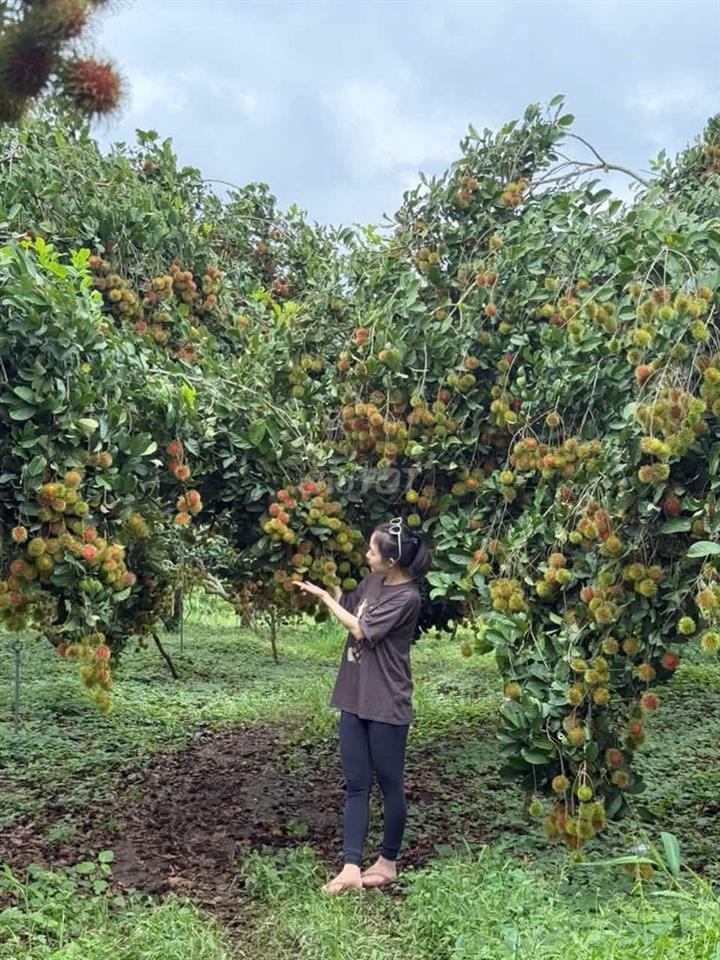🌳BÁN GẤP VƯỜN CHÔM CHÔM NGON GẦN NGÃ TƯ DẦU GIÂY – GIÁ CHỈ 1,2 TỶ/SÀO🍃