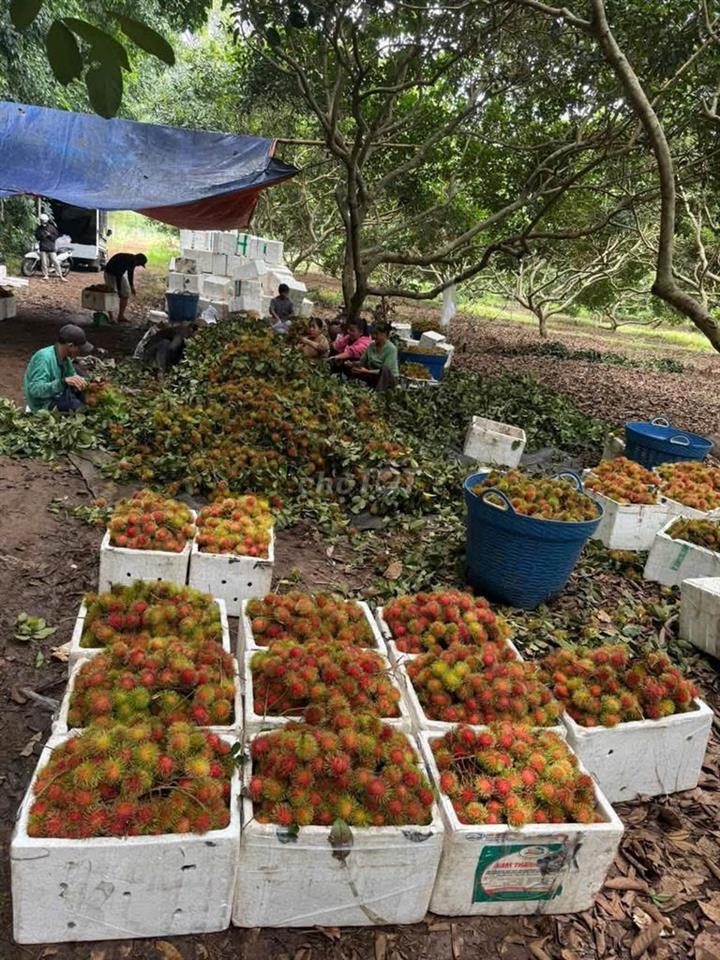 🌳BÁN GẤP VƯỜN CHÔM CHÔM NGON GẦN NGÃ TƯ DẦU GIÂY – GIÁ CHỈ 1,2 TỶ/SÀO🍃