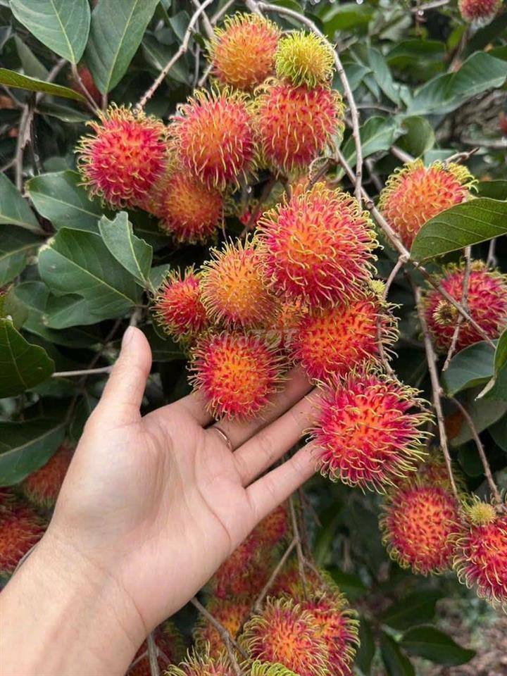 🌳BÁN GẤP VƯỜN CHÔM CHÔM NGON GẦN NGÃ TƯ DẦU GIÂY – GIÁ CHỈ 1,2 TỶ/SÀO🍃