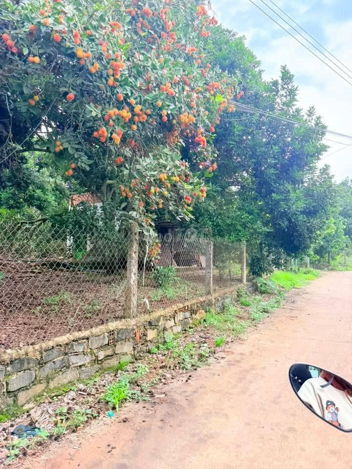 🌳BÁN GẤP VƯỜN CHÔM CHÔM NGON GẦN NGÃ TƯ DẦU GIÂY – GIÁ CHỈ 1,2 TỶ/SÀO🍃