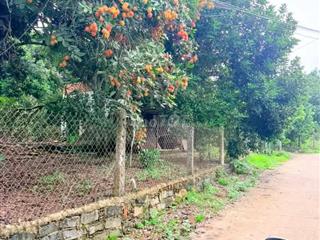 🌳BÁN GẤP VƯỜN CHÔM CHÔM NGON GẦN NGÃ TƯ DẦU GIÂY – GIÁ CHỈ 1,2 TỶ/SÀO🍃