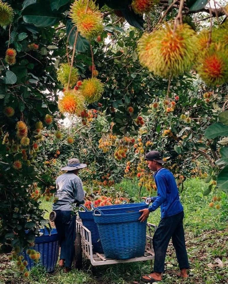 🌳BÁN GẤP VƯỜN CHÔM CHÔM NGON GẦN NGÃ TƯ DẦU GIÂY – GIÁ CHỈ 1,2 TỶ/SÀO🍃
