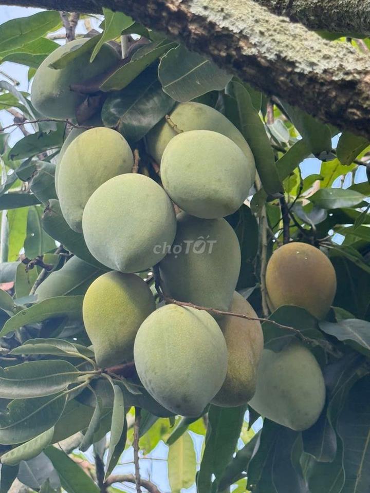 🌿633TR SỞ HỮU NGAY ĐẤT VƯỜN 1.155M² GẦN HỒ – QUY HOẠCH ĐẤT Ở NÔNG THÔN