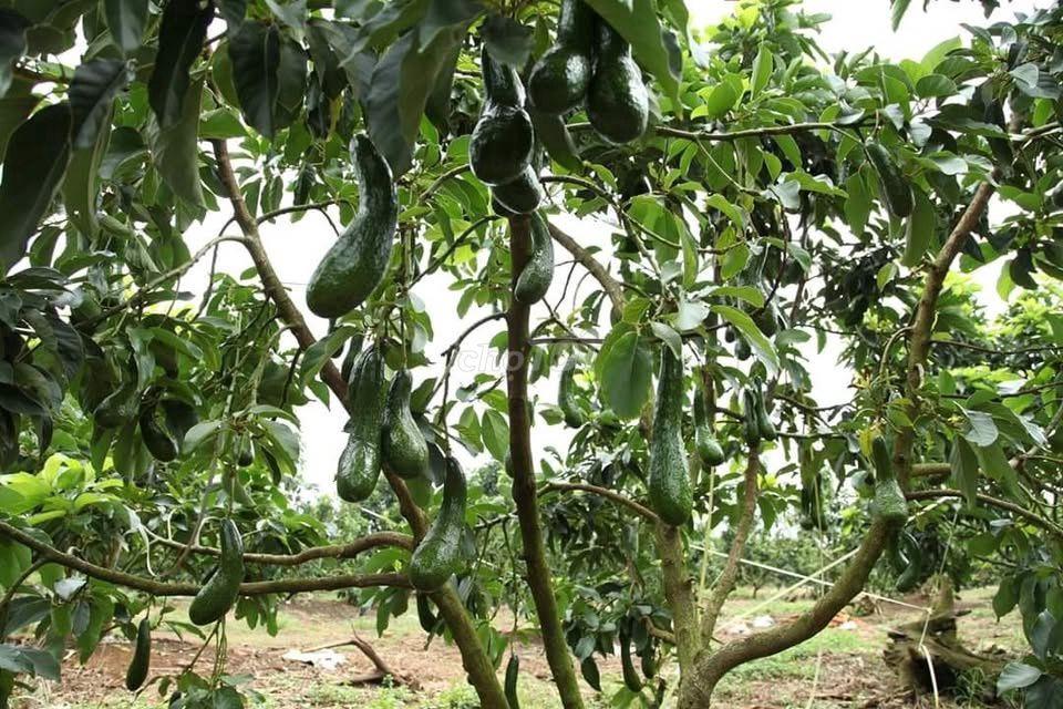 🌿 LA NGÀ – 1.200m² ĐẤT VƯỜN GẦN HỒ TRỊ AN, CHỈ 500 TRIỆU - HT BANK