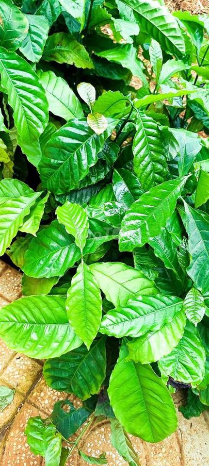 cần tiền giải quyết công việc bán lỗ đất