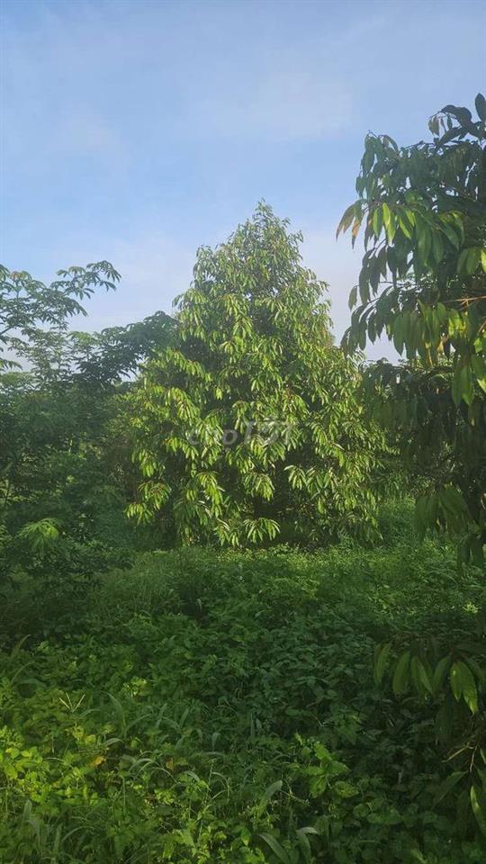 cần bán đất rẩy sầu riêng