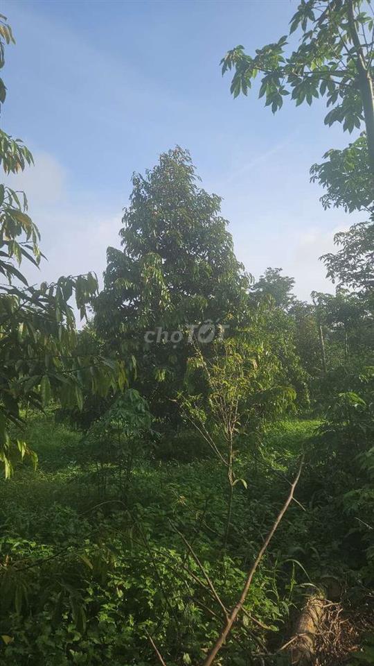 cần bán đất rẩy sầu riêng