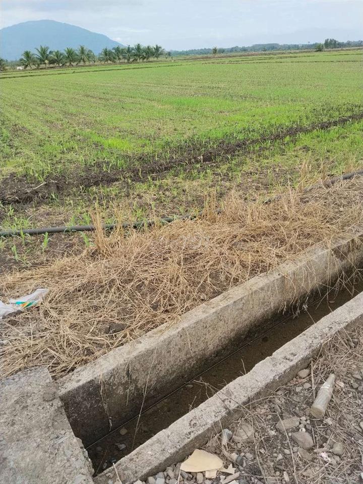 đất ruộng
