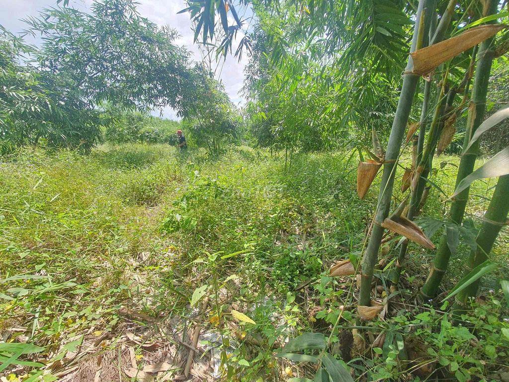 Cần bán đất huyện Vĩnh Cửu (Đồng Nai)