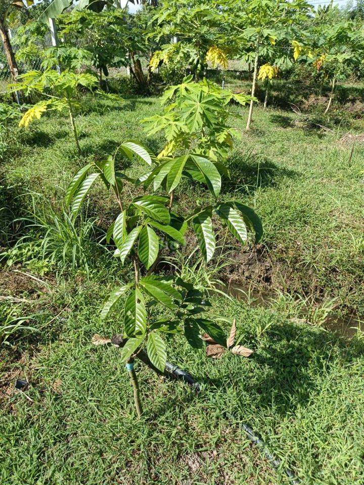 Đất vườn trồng cây ăn trái