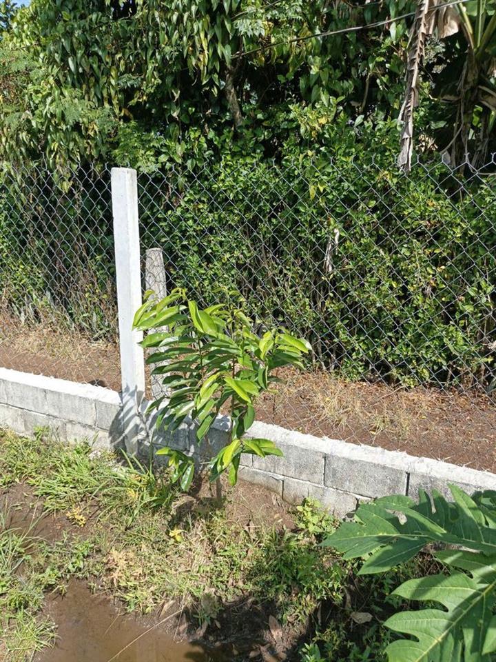 Đất vườn trồng cây ăn trái