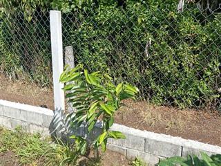 Đất vườn trồng cây ăn trái