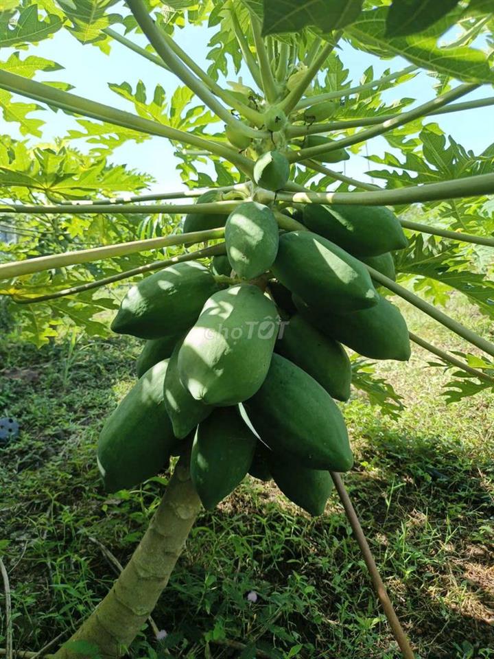 Bán Gấp [1088m2]  Đất Sào TP. Long Khánh – Công Chứng Ngay.
