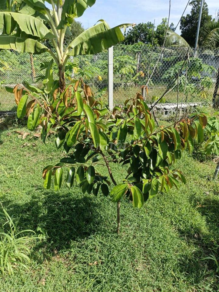 Bán Gấp [1088m2]  Đất Sào TP. Long Khánh – Công Chứng Ngay.