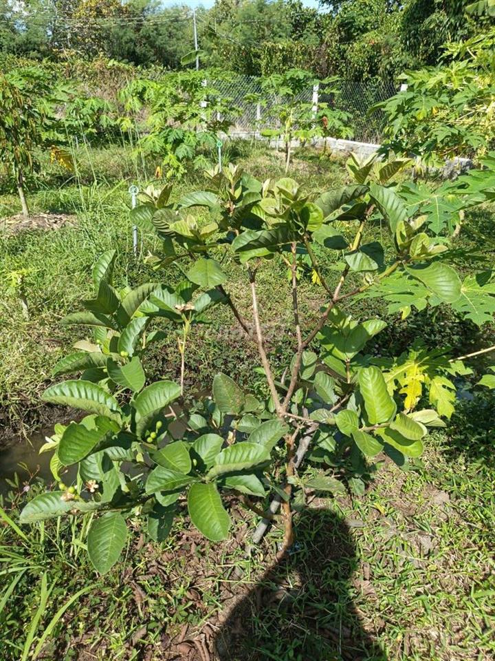 Bán Gấp [1088m2]  Đất Sào TP. Long Khánh – Công Chứng Ngay.