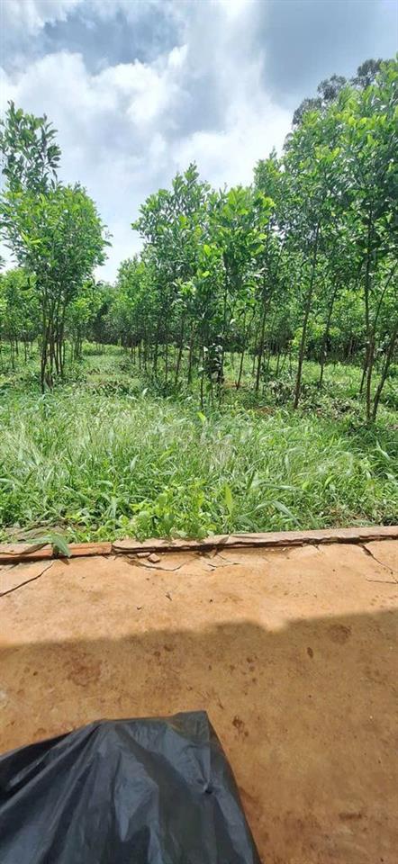 Bán đất Mt Sông Nhạn .Cẩm Mỹ. Đồng Nai