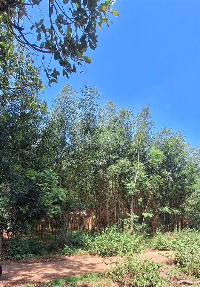 Bán đất Mt Sông Nhạn .Cẩm Mỹ. Đồng Nai