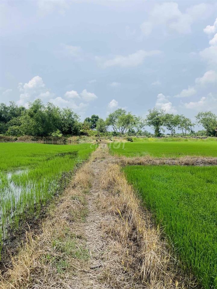 Cần bán 2500m2 đất NN - Đối diện Q9 - quy hoạch đất ở - cách chợ Tam A