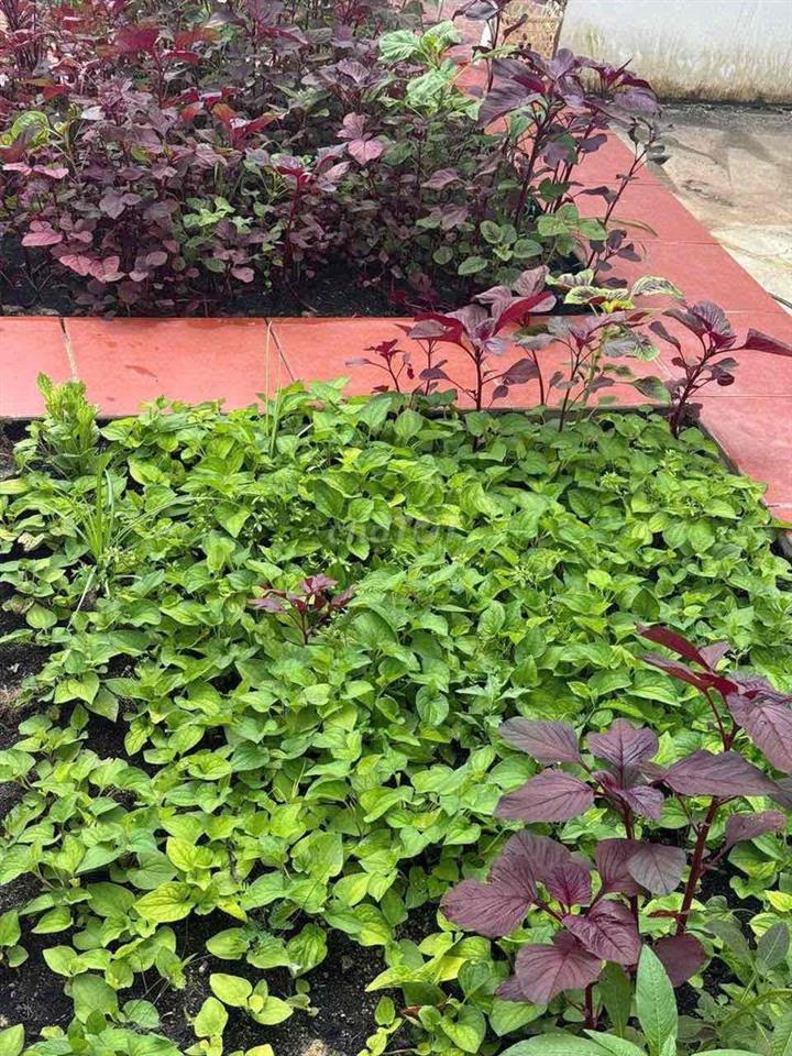 🏡 NHÀ VƯỜN NGHỈ DƯỠNG CAO CẤP NGAY TRUNG TÂM PHƯỜNG LONG KHÁNH
