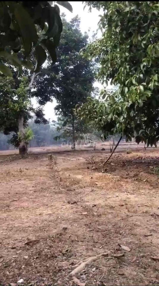 Chính chủ bán đất vườn cây lâu năm cách chợ xã nam cát tiên 500m