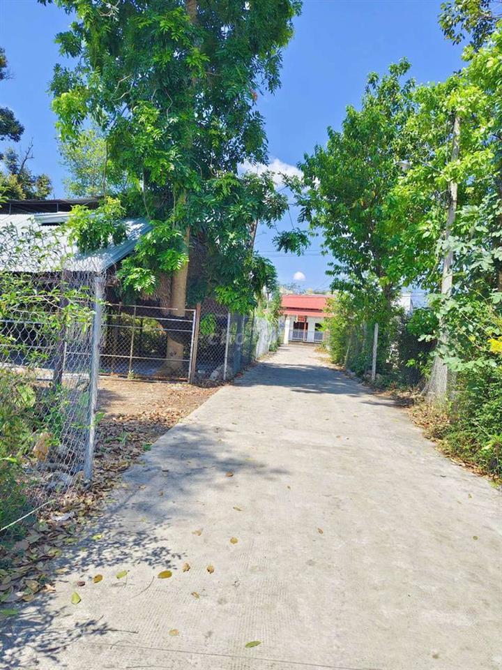 bán đất 203m2 full thổ đường bê tông thông