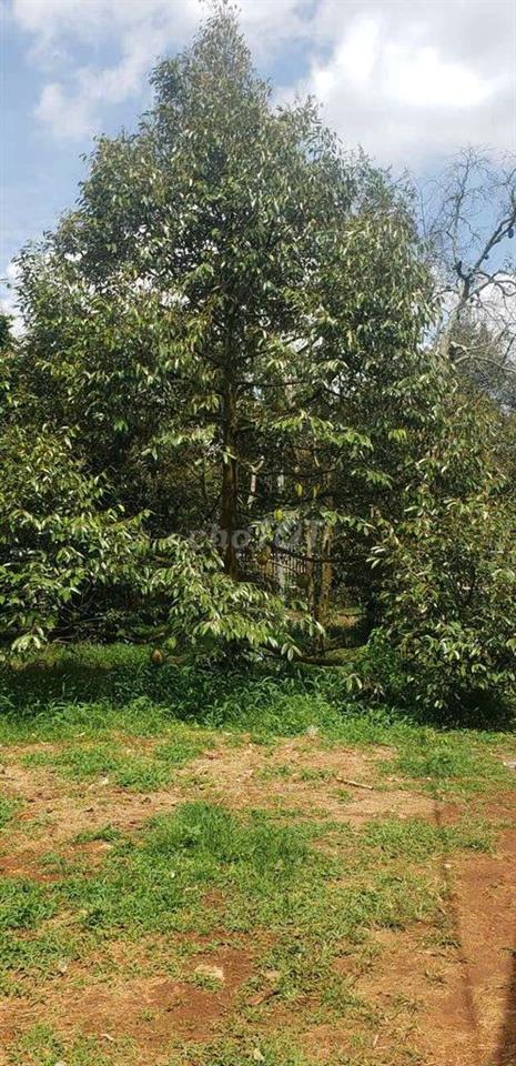 Chính chủ bán 12x101m. Đường nhựa 4m. 12 m mặt tiền
