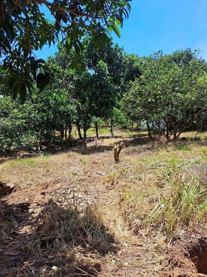 🌿 1.754m² TÚC TRƯNG - 100m² THỔ CƯ - MT 30M - GIÁ TỐT ĐẦU TƯ!