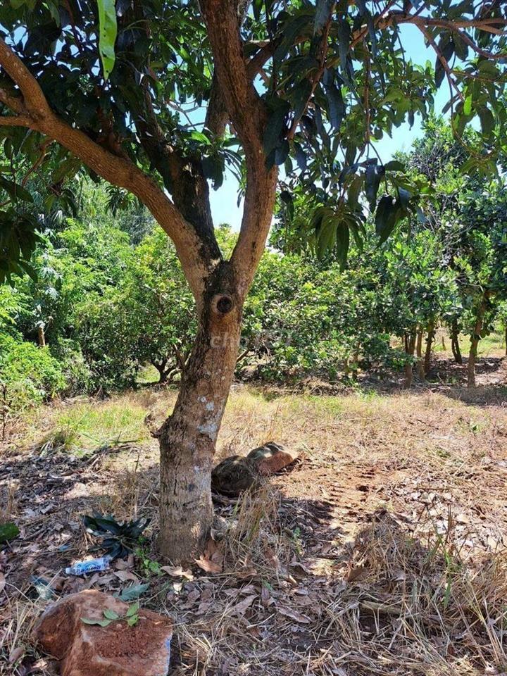 🌿 1.754m² TÚC TRƯNG - 100m² THỔ CƯ - MT 30M - GIÁ TỐT ĐẦU TƯ!