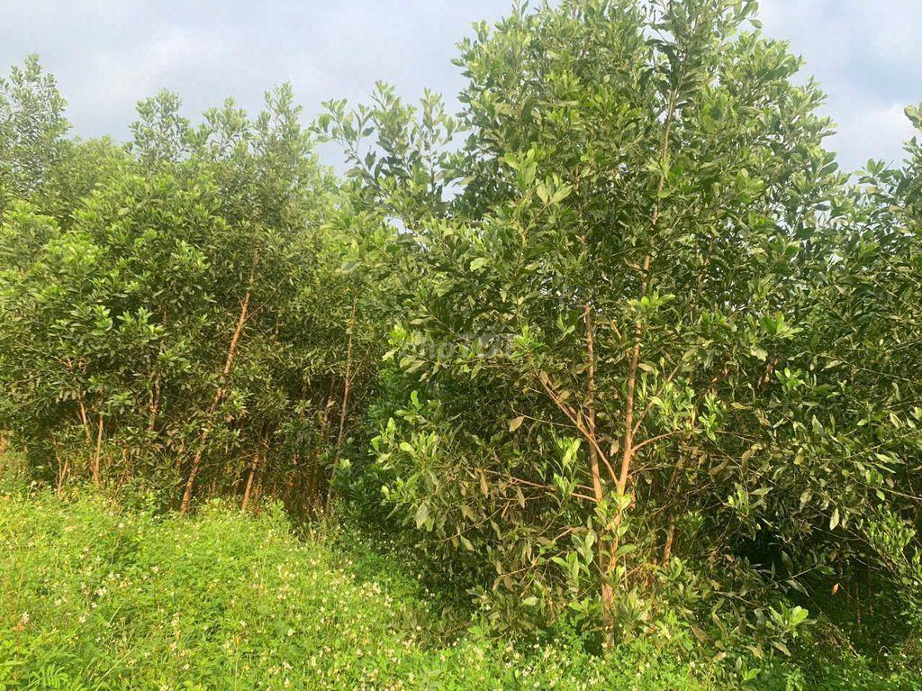 Đất bán chính chủ