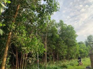 Đất bán chính chủ