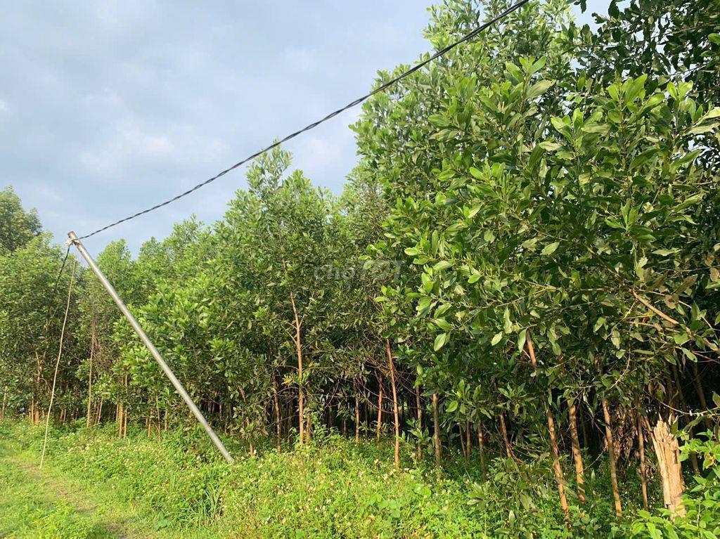 Đất bán chính chủ