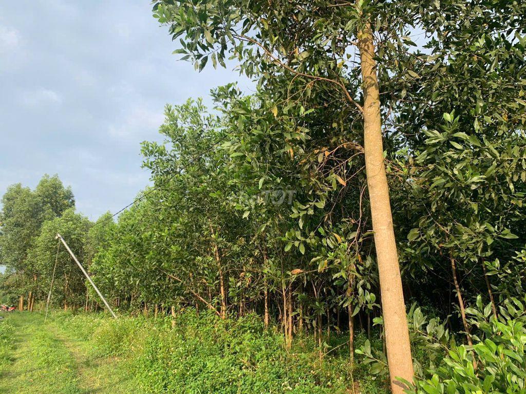 Đất bán chính chủ