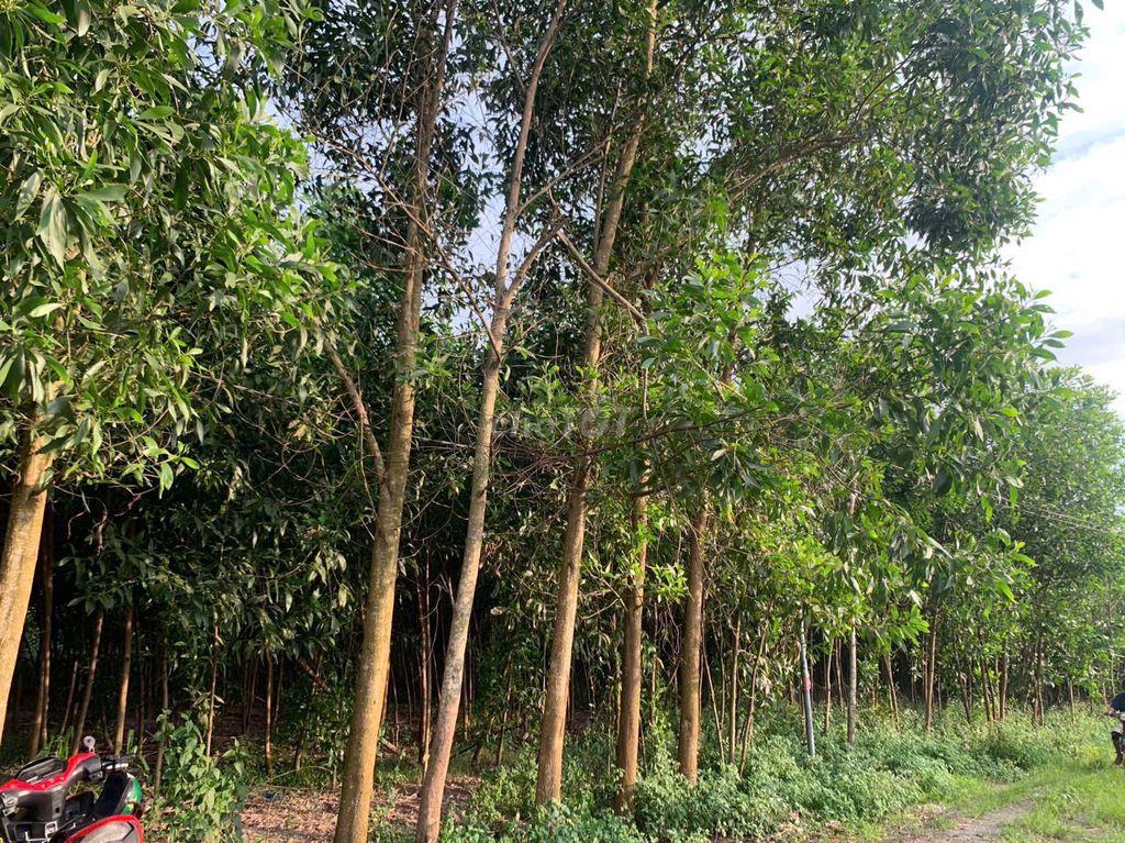 Đất bán chính chủ