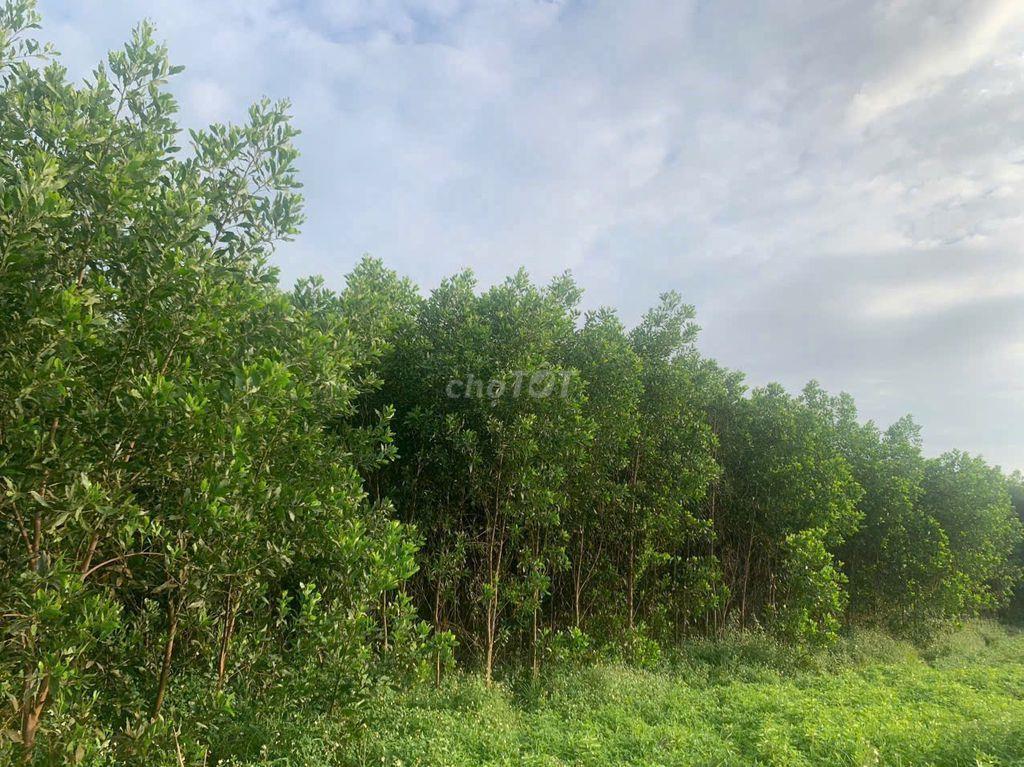 Đất bán chính chủ