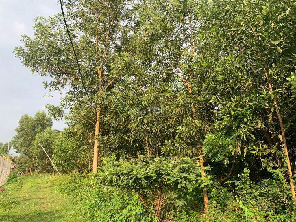 Đất bán chính chủ