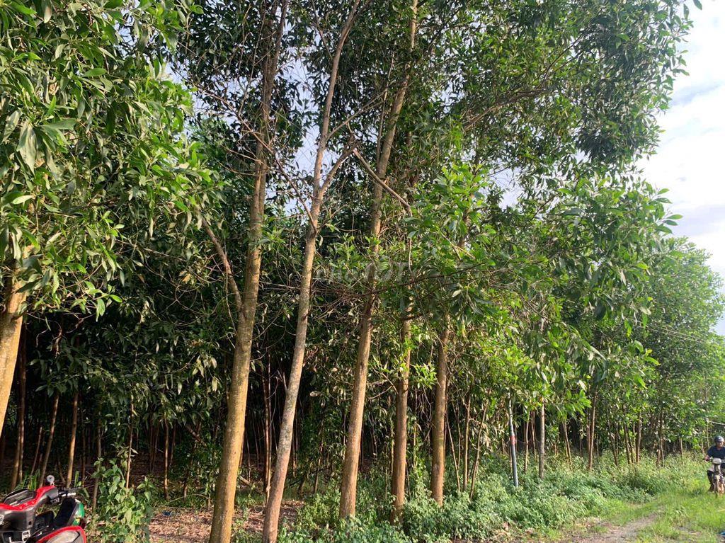 Đất bán chính chủ