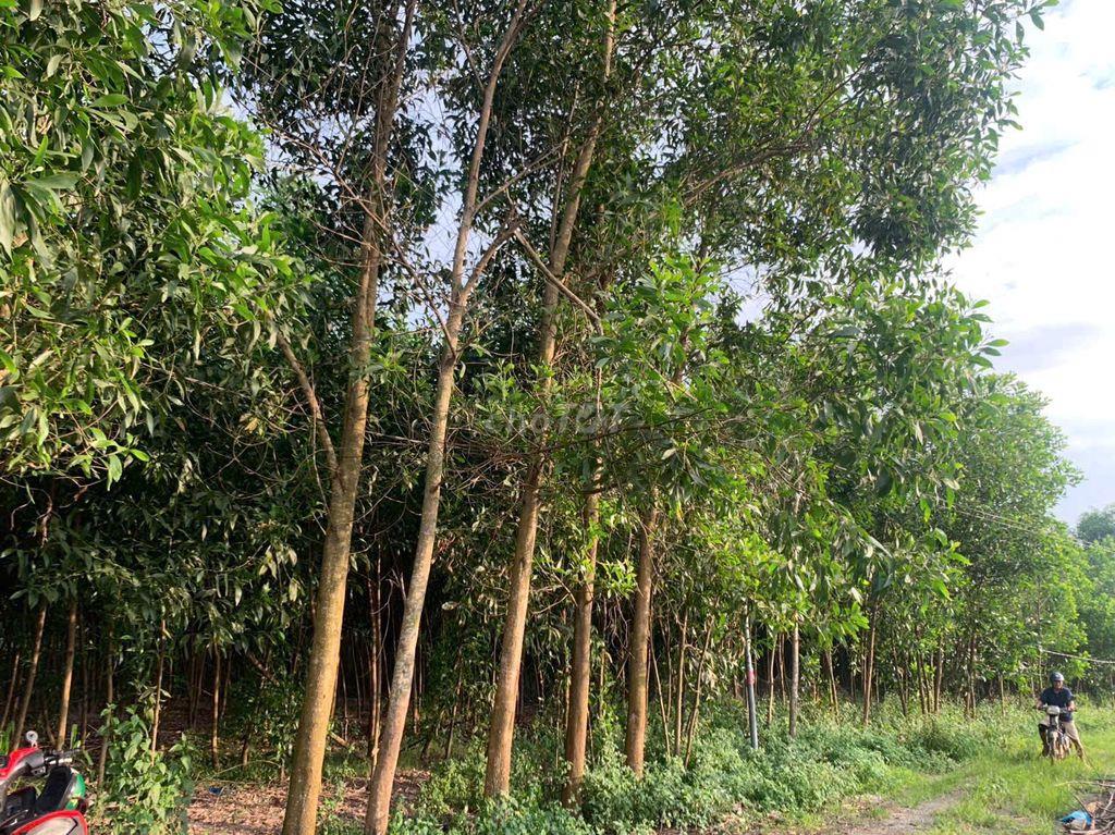 Đất bán chính chủ