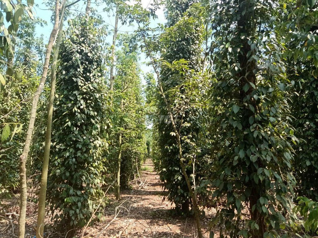 Đất nền Cẩm Mỹ đang vào sóng - Giá tốt, sổ riêng, đầu tư cực tiềm năng