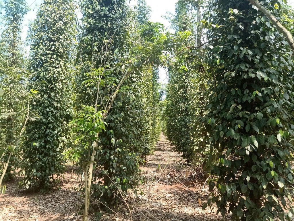 Đất nền Cẩm Mỹ đang vào sóng - Giá tốt, sổ riêng, đầu tư cực tiềm năng