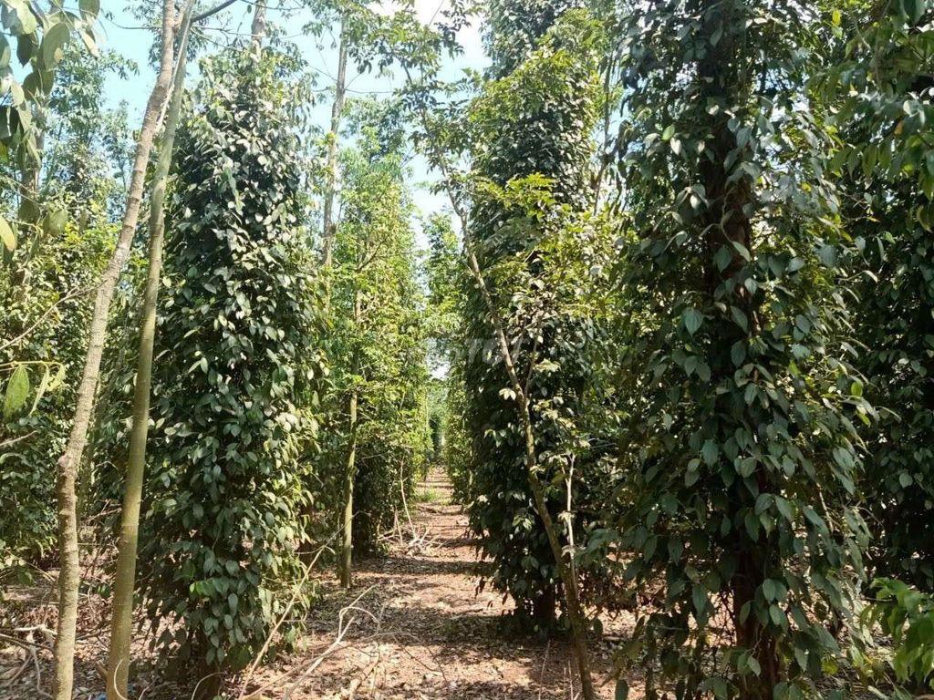 ĐẤT Thổ cư CẨM MỸ – ĐỒNG NAI | 1.000m² CHỈ 850 TRIỆU | GIÁ TỐT
