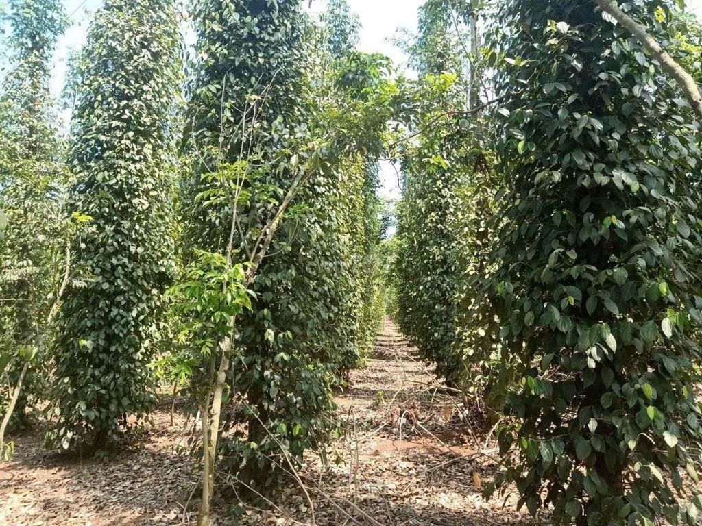 ĐẤT Thổ cư CẨM MỸ – ĐỒNG NAI | 1.000m² CHỈ 850 TRIỆU | GIÁ TỐT