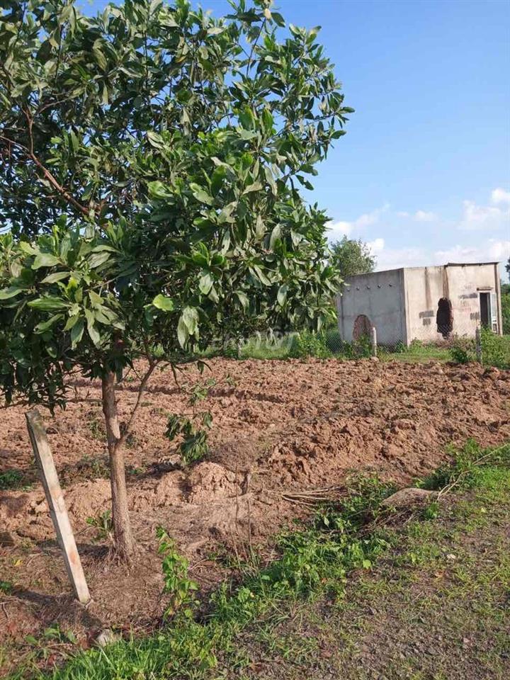 1000m2 qh full thổ