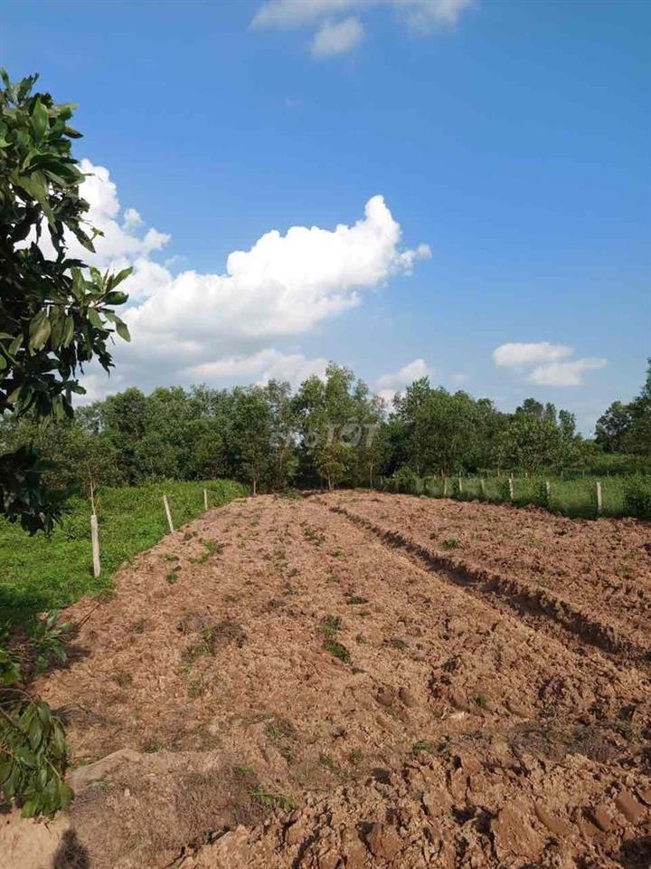 1000m2 qh full thổ