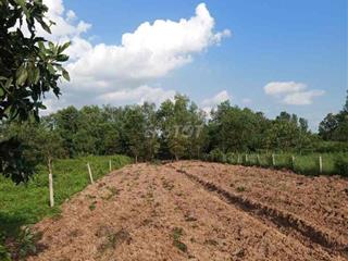 1000m2 qh full thổ