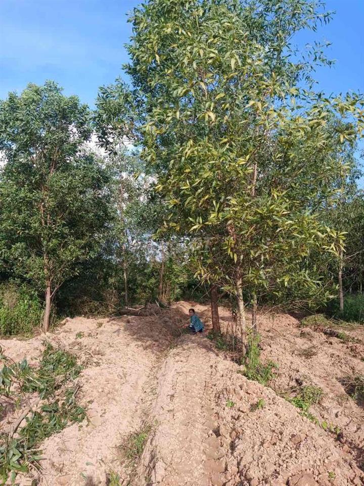 1000m2 qh full thổ