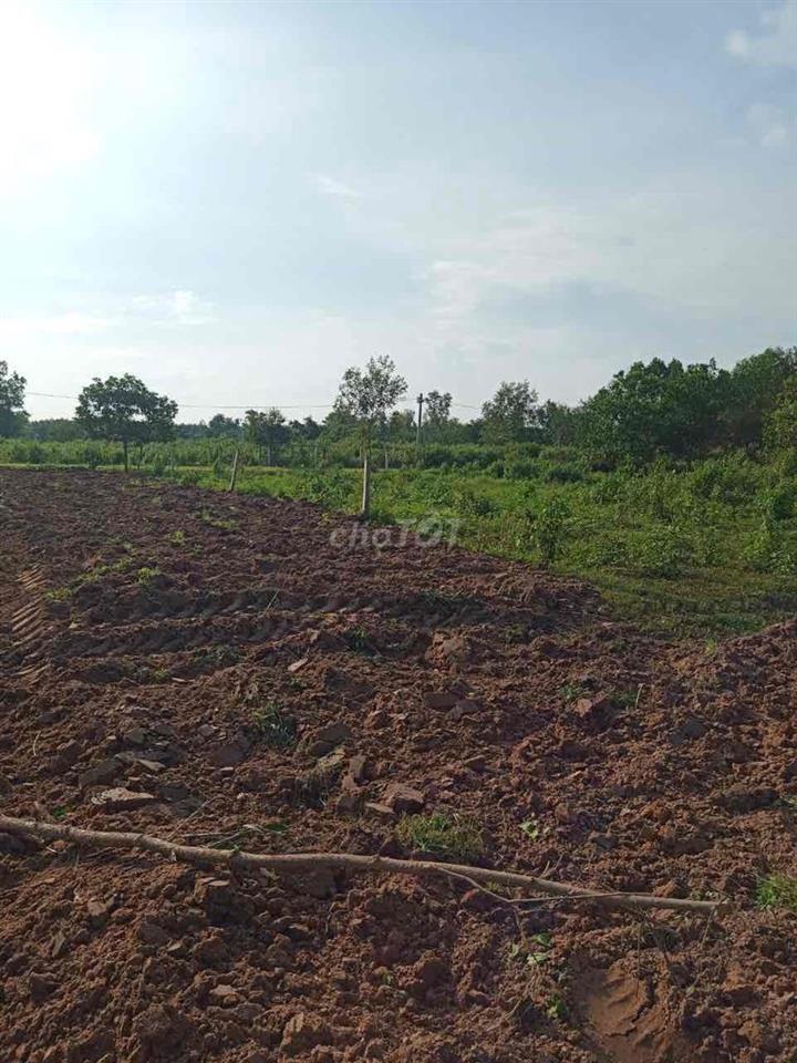 1000m2 qh full thổ
