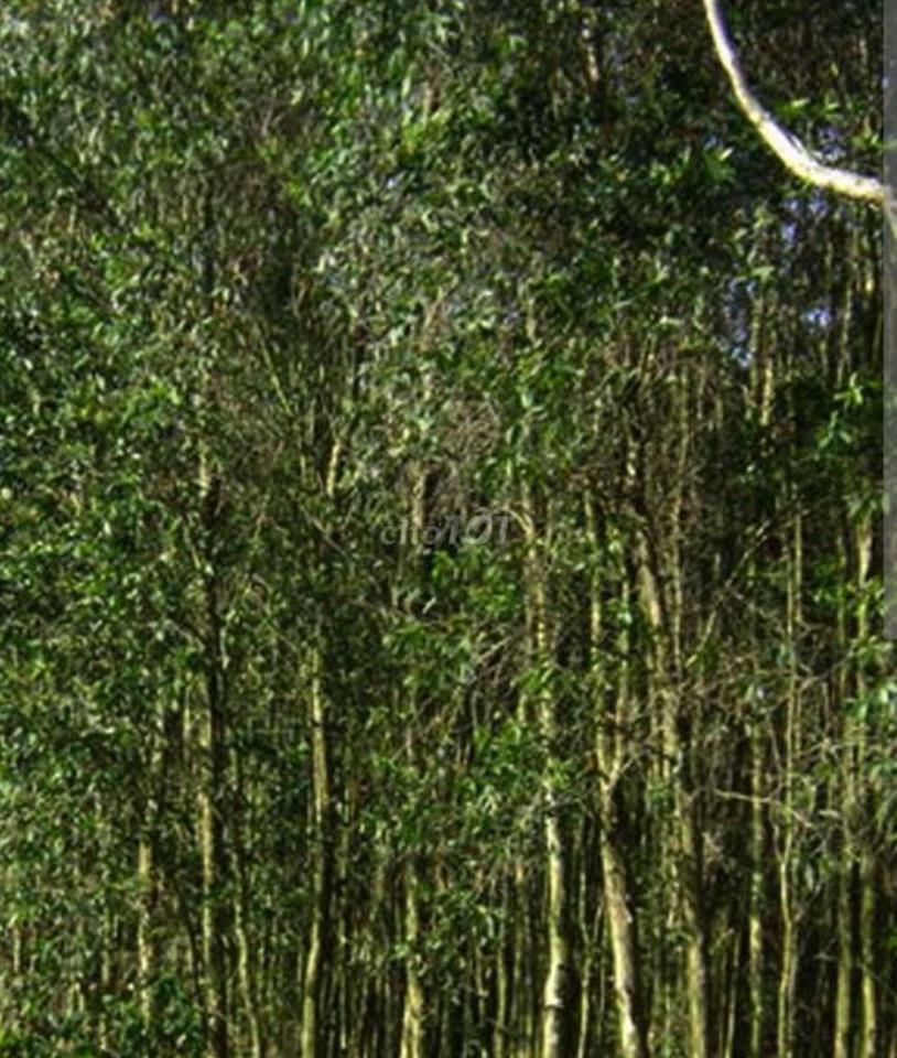 Cần tiền bán nhanh